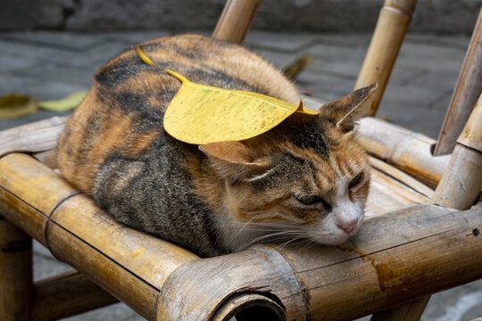 睡觉小猫