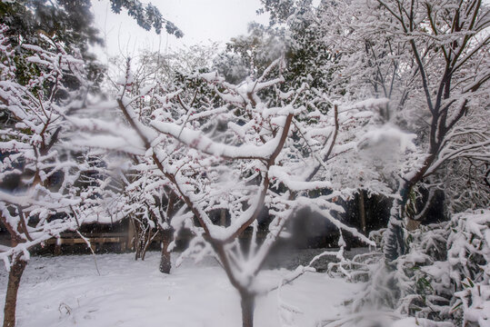 济南趵突泉公园雪景