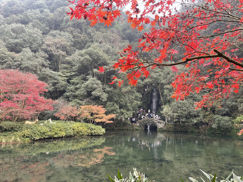 红色的枫树