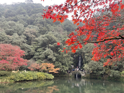 红色的枫树