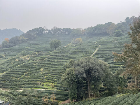 龙井茶园