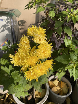 黄色的菊花