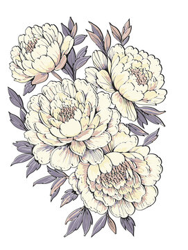 牡丹花图案分层素材精细矢量画eps格式