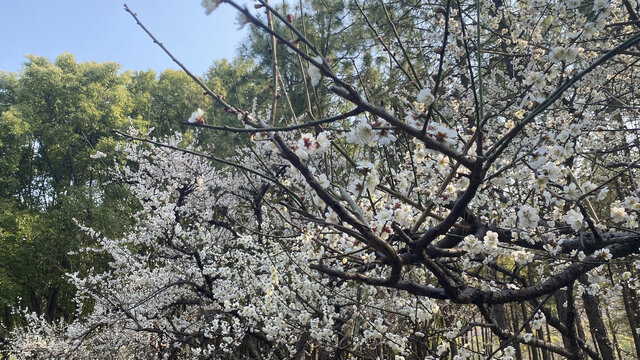 梅花