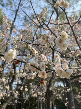 梅花