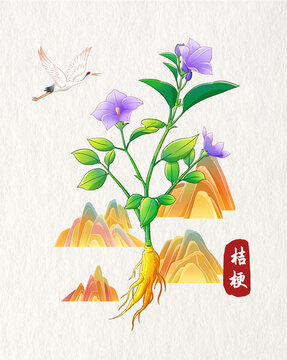 桔梗插画