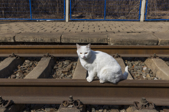 流浪猫