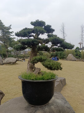 盆景盆栽