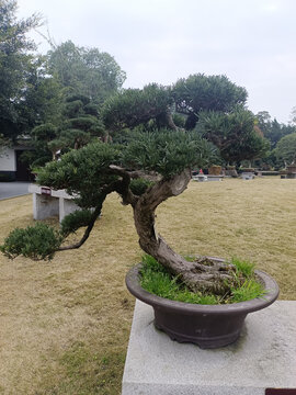 盆景