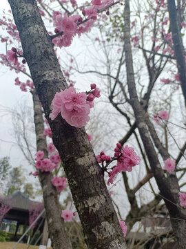 海棠花