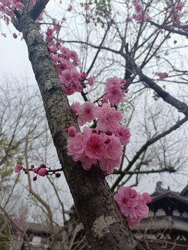 海棠花