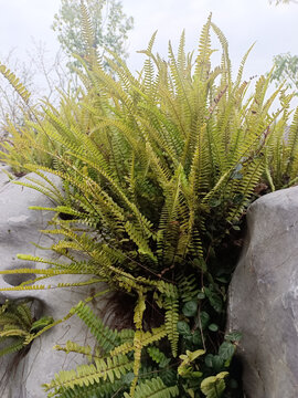 蕨类植物