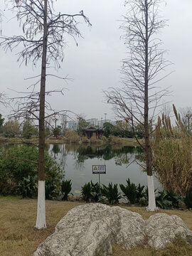 湿地公园风景