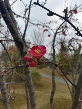 海棠花