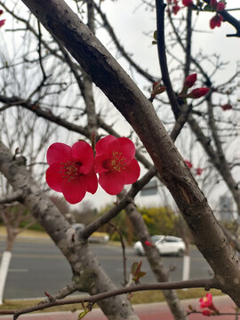 海棠花