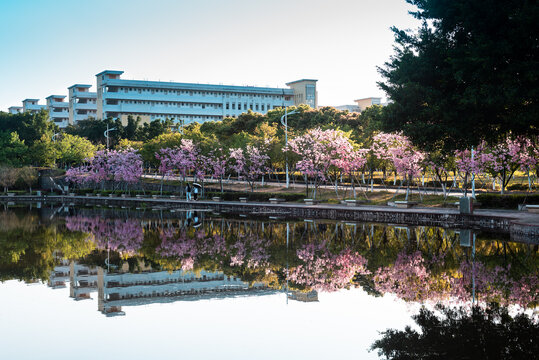 韶关学院樱花开