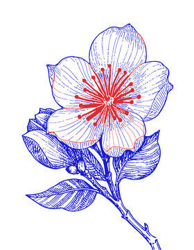 桃花手绘线描分层素材eps格式插画