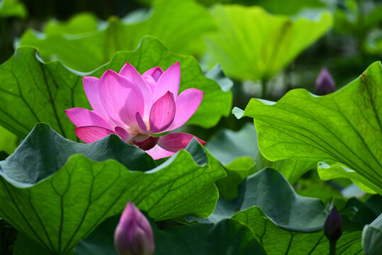 荷花