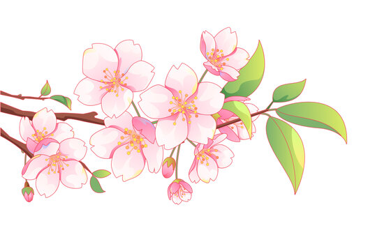 矢量国风樱花