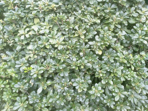 海桐