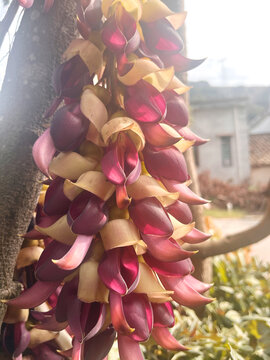 禾雀花