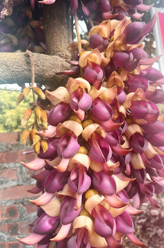 禾雀花