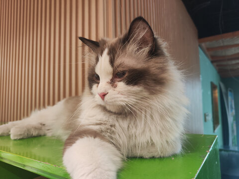 布偶猫的温柔凝视