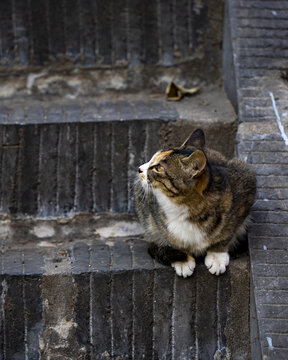 龙门石窟小猫