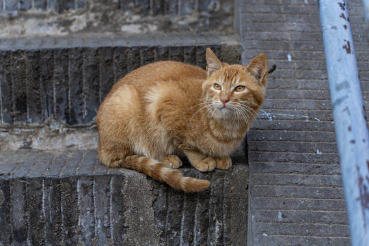 龙门石窟橘猫