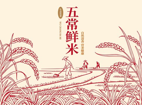 大米包装插画