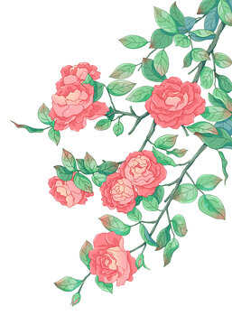 月季花