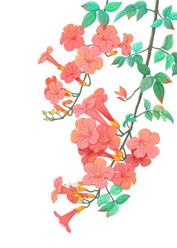 凌霄花