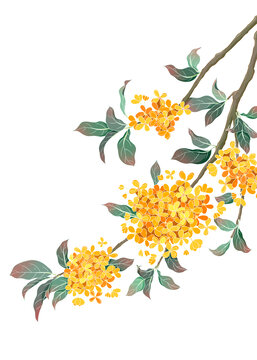 桂花
