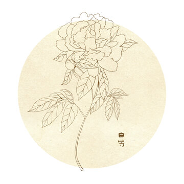 白芍线描素描草本植物
