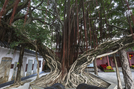 闽粤南澳总镇府大榕树