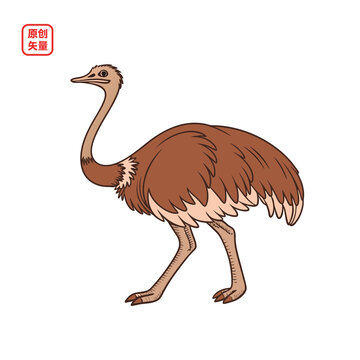 矢量插图动物鸵鸟