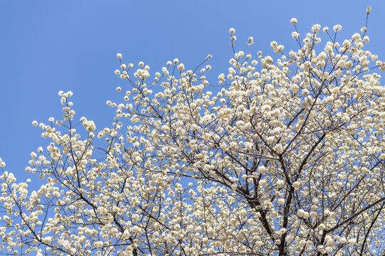 李子花