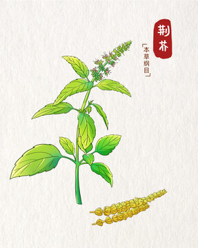 荆芥插画