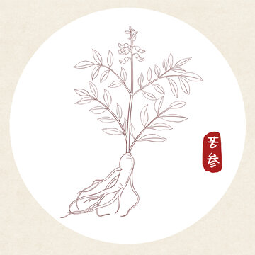 苦参插画线稿