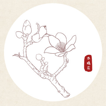 木棉花插画线稿