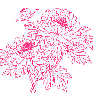 牡丹花朵手绘插图素描底纹包装设计矢量图