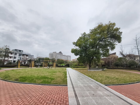 小区里的大樟树