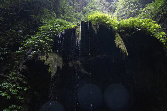 大雨植被