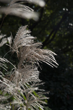荻花