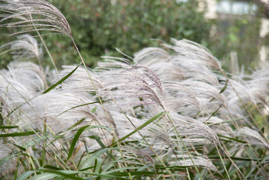 荻花