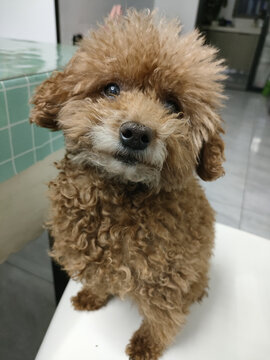 小狗