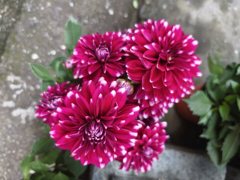 粉色大丽花特写