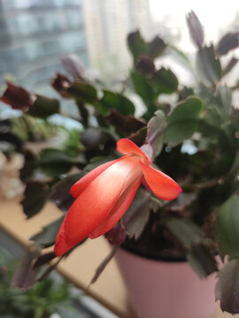 蟹爪兰花