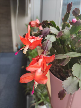蟹爪兰花