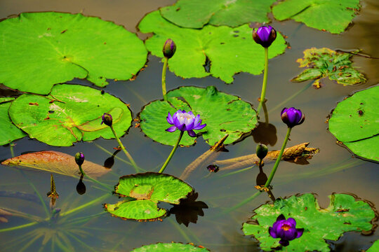 水中蓝莲花